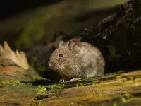 Muizen en Ratten [Muridae]